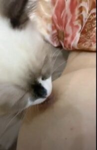 คลิปหลุด onlyfans HeyuZhang น้องแมวตัวน้อยนอนเล่นกับหัวนม (2)